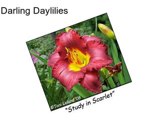 Darling Daylilies