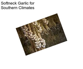 Softneck Garlic for Southern Climates
