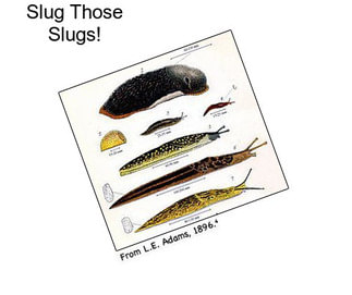 Slug Those Slugs!