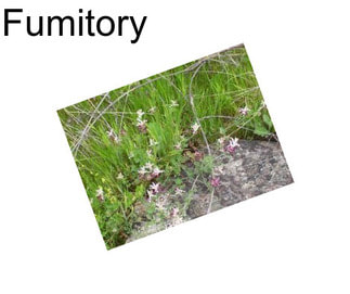 Fumitory