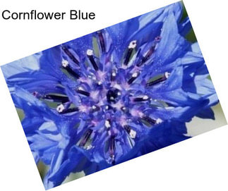 Cornflower Blue