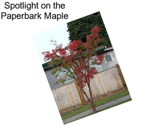 Spotlight on the Paperbark Maple