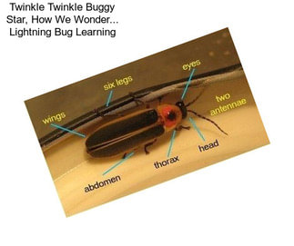 Twinkle Twinkle Buggy Star, How We Wonder... Lightning Bug Learning
