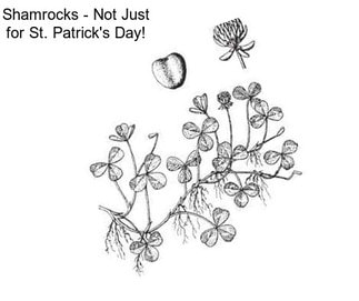 Shamrocks - Not Just for St. Patrick\'s Day!