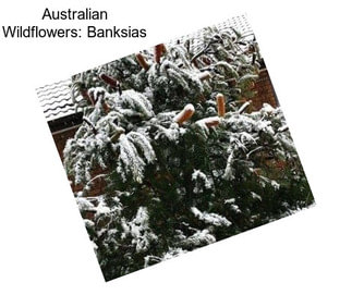 Australian Wildflowers: Banksias