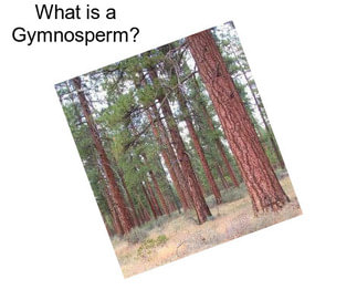 What is a Gymnosperm?