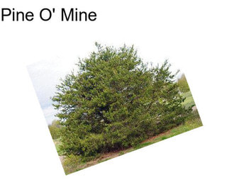 Pine O\' Mine