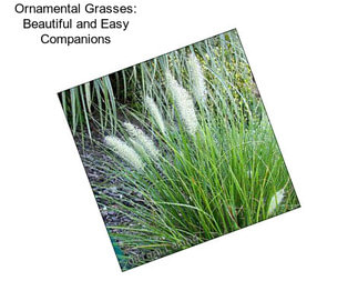 Ornamental Grasses: Beautiful and Easy Companions