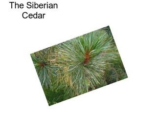 The Siberian Cedar