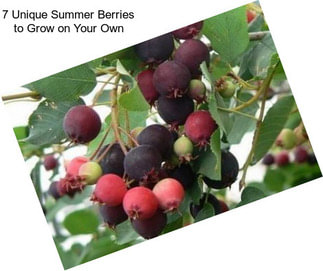 7 Unique Summer Berries to Grow on Your Own