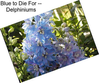 Blue to Die For -- Delphiniums