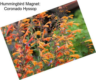 Hummingbird Magnet: Coronado Hyssop