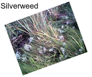 Silverweed