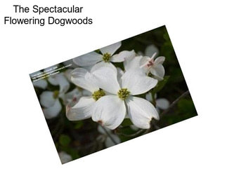 The Spectacular Flowering Dogwoods