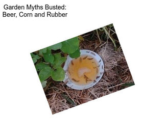 Garden Myths Busted: Beer, Corn and Rubber