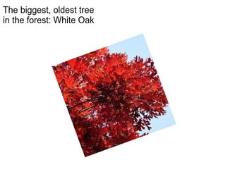 The biggest, oldest tree in the forest: White Oak