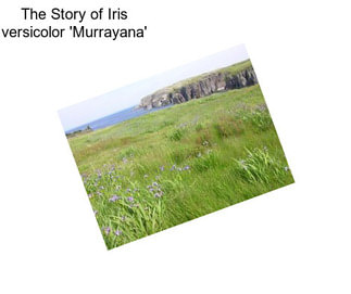 The Story of Iris versicolor \'Murrayana\'