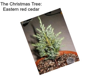 The Christmas Tree: Eastern red cedar