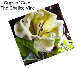 Cups of Gold: The Chalice Vine