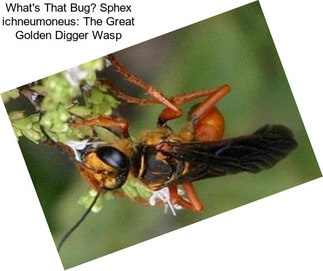 What\'s That Bug? Sphex ichneumoneus: The Great Golden Digger Wasp