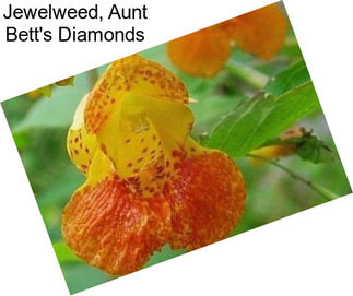 Jewelweed, Aunt Bett\'s Diamonds