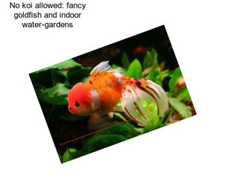 No koi allowed: fancy goldfish and indoor water-gardens