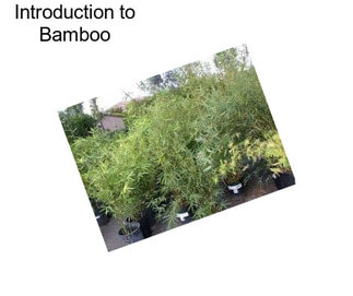 Introduction to Bamboo