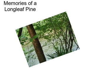 Memories of a Longleaf Pine