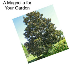 A Magnolia for Your Garden