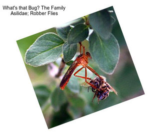 What\'s that Bug? The Family Asilidae; Robber Flies