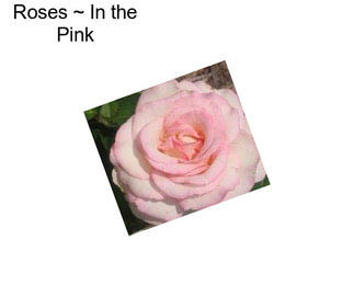 Roses ~ In the Pink