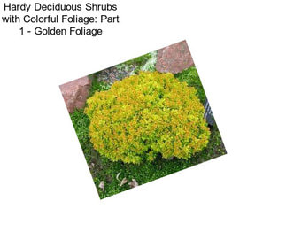 Hardy Deciduous Shrubs with Colorful Foliage: Part 1 - Golden Foliage