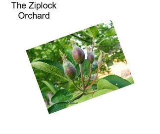 The Ziplock Orchard
