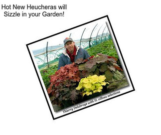 Hot New Heucheras will Sizzle in your Garden!