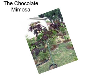 The Chocolate Mimosa