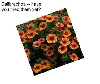 Calibrachoa -- have you tried them yet?