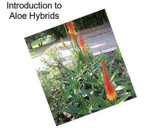 Introduction to Aloe Hybrids