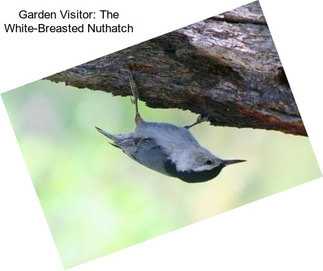 Garden Visitor: The White-Breasted Nuthatch