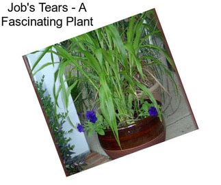 Job\'s Tears - A Fascinating Plant