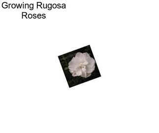 Growing Rugosa Roses