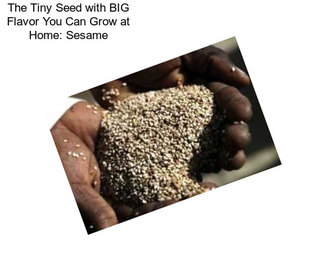 The Tiny Seed with BIG Flavor You Can Grow at Home: Sesame