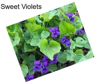 Sweet Violets