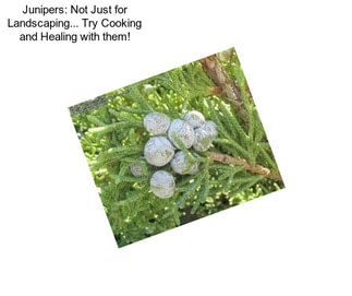 Junipers: Not Just for Landscaping... Try Cooking and Healing with them!