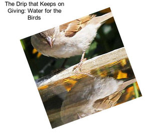 The Drip that Keeps on Giving: Water for the Birds