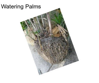 Watering Palms