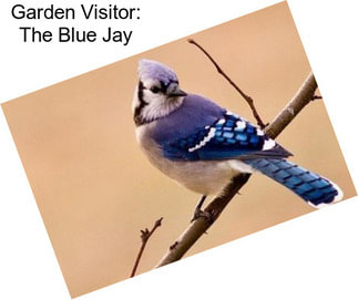 Garden Visitor: The Blue Jay