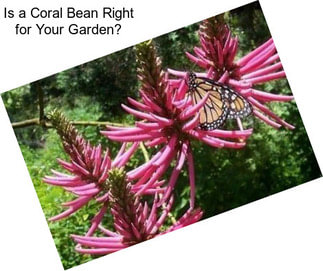 Is a Coral Bean Right for Your Garden?