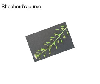 Shepherd\'s-purse