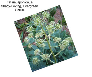 Fatsia japonica, a Shady-Loving, Evergreen Shrub