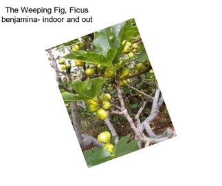 The Weeping Fig, Ficus benjamina- indoor and out